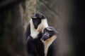 a black and white monkey and a baby monkey stand near each other