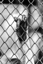Black and white of Monkey hand touching a cage Royalty Free Stock Photo