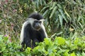 Angolan colobus monkey eats leaves Royalty Free Stock Photo