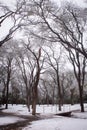 Snowy winter wonderland trees and forest in park with snowcover on ground and creek with bridge crossing Royalty Free Stock Photo