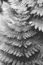 Black and white monochrome big fern branch leaf. Green leaf texture. Nature floral background. Organic botanical beauty macro Royalty Free Stock Photo