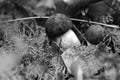 Black and white monochrome white borovik mushrooms. Green leaf texture. Nature floral background. Organic botanical beauty macro Royalty Free Stock Photo