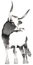 Black and white monochrome painting with water and ink draw bull illustration