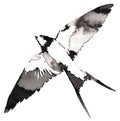 Black And White Monochrome Painting With Water And Ink Draw Swallow Bird Illustration