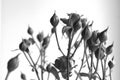 Black and white monochrome rose bush. Green leaf texture. Nature floral background. Organic botanical beauty macro closeup