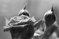 Black and white monochrome rose bush. Green leaf texture. Nature floral background. Organic botanical beauty macro closeup