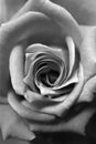 Black and white monochrome rose bush. Green leaf texture. Nature floral background. Organic botanical beauty macro closeup