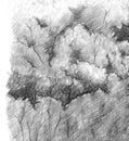 Black and white monochrome tree nature pencil sketch line art texture