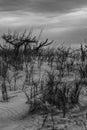 Black and White Mood portrait of beach plants and sand