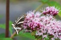 A black and white moth sitting on a flower