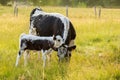 Black and white mother and calf eating grasses in the meadows