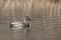 Profile of a Male Gadwall Duck