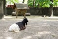 Black and white mountain goat