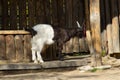 Black and white mountain goat Royalty Free Stock Photo