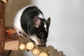 Black and white mouse Royalty Free Stock Photo