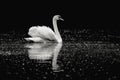 Black and white mute swan swimming in water