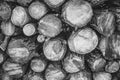 Black and white natural wooden logs background. Close up view. Royalty Free Stock Photo