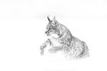 Black and white nature art. Cute big cat in habitat, cold condition. Snowy forest with beautiful animal wild lynx, Poland.