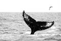 Black and white nature art, whale and gull.  Humpback whale, Megaptera novaeangliae, tail caudal fin of baleen whale in the sea Royalty Free Stock Photo