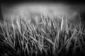 Black and white Nature grass garden at summer. Natural green leaves plants spring greenery environment ecology wallpaper Royalty Free Stock Photo