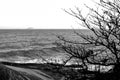 black and white nature photography, dry tree in the sea Royalty Free Stock Photo