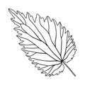 Black and white nettle leaf 2 Royalty Free Stock Photo
