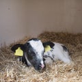 Black and white newborn calf in straw on dutch farm in holland Royalty Free Stock Photo