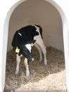 Black and white newborn calf in straw on dutch farm in holland Royalty Free Stock Photo