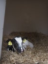 Black and white newborn calf in straw on dutch farm in holland Royalty Free Stock Photo