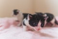 Black and white newborn kitten sniffing camera Royalty Free Stock Photo