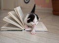 Black and white newborn kitten walks on the open book and meows