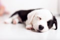 Black and white newborn lazy relaxed Corgi puppy Lies down on the wooden floor for sleeping, dog shudders in sleep