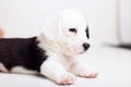 Black and white newborn lazy relaxed Corgi puppy Lies down on the wooden floor for sleeping, dog shudders in sleep