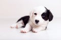 Black and white newborn lazy relaxed Corgi puppy Lies down on the wooden floor for sleeping, dog shudders in sleep