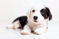 Black and white newborn lazy relaxed Corgi puppy Lies down on the wooden floor for sleeping, dog shudders in sleep