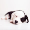 Black and white newborn lazy relaxed Corgi puppy Lies down on the wooden floor for sleeping, dog shudders in sleep