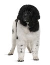 Black and white Newfoundland puppy, standing Royalty Free Stock Photo