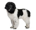 Black and white Newfoundland puppy, standing Royalty Free Stock Photo