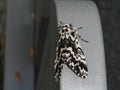 Black white night falter butterfly moth Royalty Free Stock Photo