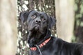 Pointer Labrador Retreiver duck dog looking up into sky