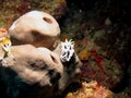 Black and white Nudibranchs