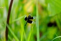 Black and white odonta or dragon fly from Western Ghats Royalty Free Stock Photo