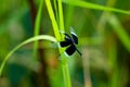 Black and white odonta or dragon fly from Western Ghats Royalty Free Stock Photo