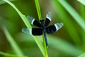 Black and white odonta or dragon fly from Western Ghats Royalty Free Stock Photo