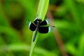 Black and white odonta or dragon fly from Western Ghats Royalty Free Stock Photo