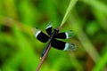 Black and white odonta or dragon fly from Western Ghats Royalty Free Stock Photo