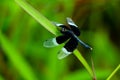 Black and white odonta or dragon fly from Western Ghats Royalty Free Stock Photo