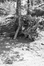 Black and white Old cool tree root leaning against tree