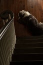 Black and white old English sheepdog lying at the bottom of the steps Royalty Free Stock Photo