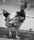 Black and white old rooster walking calmly